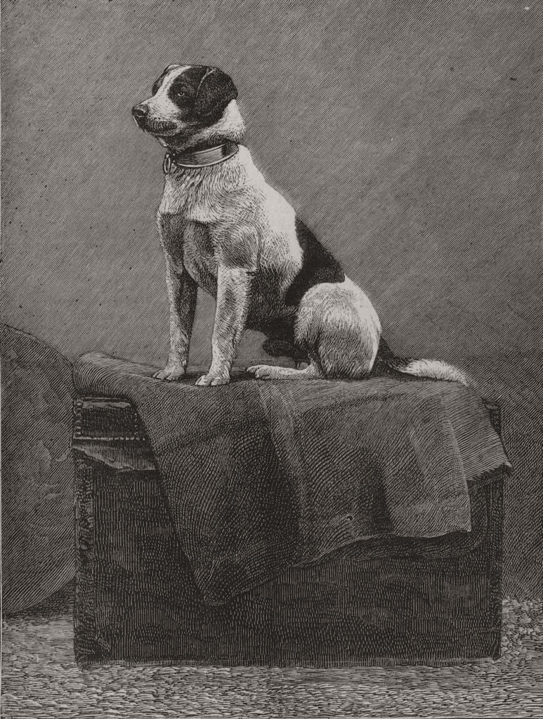 DOGS. Railway Jack, run over at Norwood 1882 old antique vintage print picture